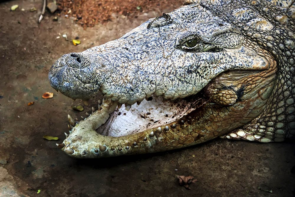 Los reptiles: criaturas fascinantes de nuestro mundo