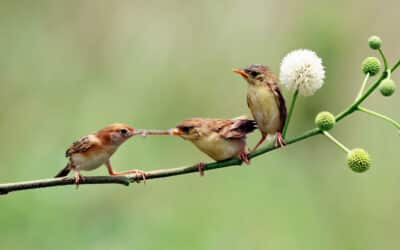 La Importancia de la Biodiversidad en el Mundo